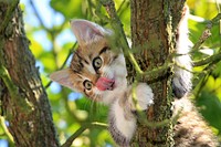 Outdoor striped cat image, free public domain CC0 photo.