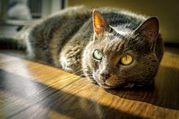 Adorable cat background. Free public domain CC0 photo.