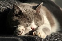 Sleeping cat. Free public domain CC0 photo.