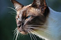 Cute Ragdoll cat, pet image, free public domain CC0 photo.