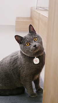 British shorthair black cat image, free public domain CC0 photo.