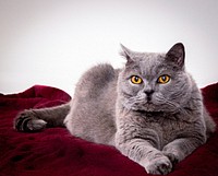 Cute british shorthair cat image, free public domain CC0 photo.