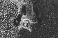 Cat black and white photo. Free public domain CC0 image.