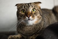 Cute striped cat, animal image, free public domain CC0 photo.