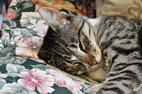 Cute tabby cat napping image, free public domain CC0 photo.