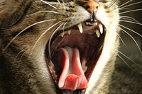 Yawning striped cat background, free public domain CC0 photo.