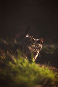 Outdoor striped cat image, free public domain CC0 photo.