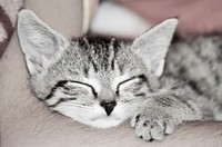 Cute tabby cat napping image, free public domain CC0 photo.