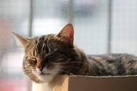 Cute tabby cat napping image, free public domain CC0 photo.