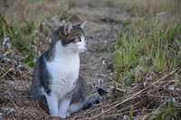 Cute outdoor cat image. Free public domain CC0 photo.