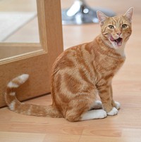 Cute ginger cat, animal image, free public domain CC0 photo.