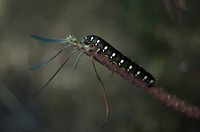 Caterpillar photo. Free public domain CC0 image.