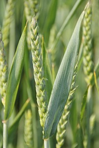 Barley field, agricultural farm. Free public domain CC0 photo.