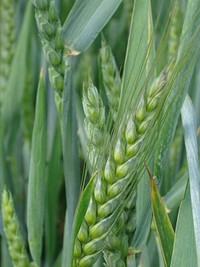 Barley field, agricultural farm. Free public domain CC0 photo.