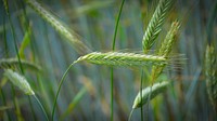 Wheat field. Free public domain CC0 photo.