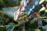 Iguana lizard. Free public domain CC0 image.