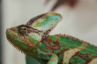 Iguana lizard. Free public domain CC0 image.