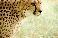 Walking cheetah, wildlife image. Free public domain CC0 photo.