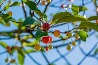 Closeup on unripe cherries growing on tree. Free public domain CC0 photo.