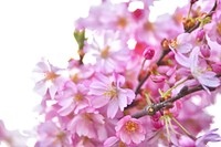 Pink peach blossom background. Free public domain CC0 image.