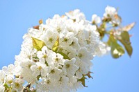 White cherry blossom background. Free public domain CC0 photo.