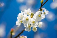 White cherry blossom background. Free public domain CC0 image.