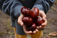 Big chestnuts in hands. Free public domain CC0 image. 