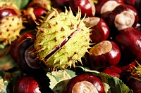 Fresh raw chestnut. Free public domain CC0 photo