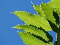 Green leaves. Free public domain CC0 image.