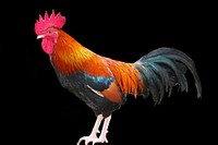 Rooster, poutry industry. Free public domain CC0 photo.