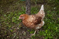 Hen, poultry industry. Free public domain CC0 photo.