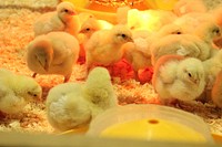 Hen, poultry industry. Free public domain CC0 photo.