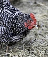 Hen, poultry industry. Free public domain CC0 photo.