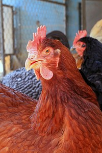 Chicken livestock. Free public domain CC0 photo.