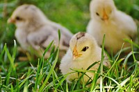 Little baby chicks. Free public domain CC0 photo.