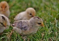 Little baby chicks. Free public domain CC0 photo.