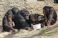 Chimpanzee photo. Free public domain CC0 image.