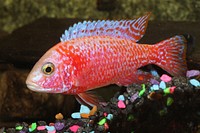 Red sciaenochromis fish close up. Free public domain CC0 photo.