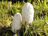 Poisonous mushroom with thin stem. Free public domain CC0 image.