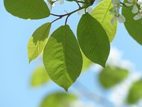 Bird cherry leaves. Free public domain CC0 image.