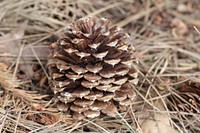 Aesthetic pine cone, nature background. Free public domain CC0 photo.