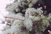 Pine branch, aesthetic nature background. Free public domain CC0 photo.