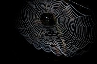 Spider web. Free public domain CC0 image