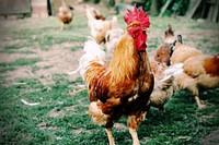 Rooster, poutry industry. Free public domain CC0 photo.