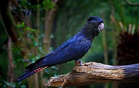 Blue Cockatoo, bird photography. Free public domain CC0 image.