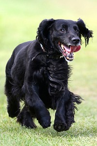 Field spaniel. Free public domain CC0 photo