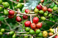 Closeup on raw coffee beans on tree. Free public domain CC0 photo.