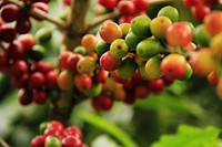 Closeup on raw coffee beans on tree. Free public domain CC0 photo.