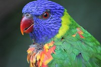 Rainbow lorikeet parrot photo. Free public domain CC0 image.