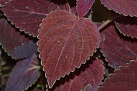 Red coleus leaf. Free public domain CC0 image.